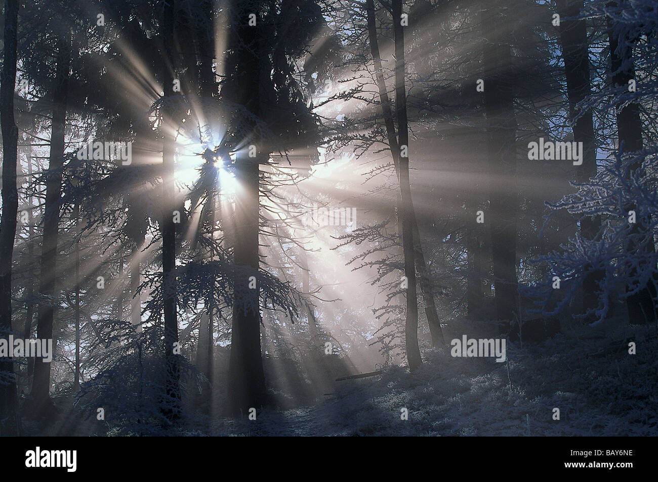 sun-rays in wintery forest, Upper Bavaria, Germany Stock Photo