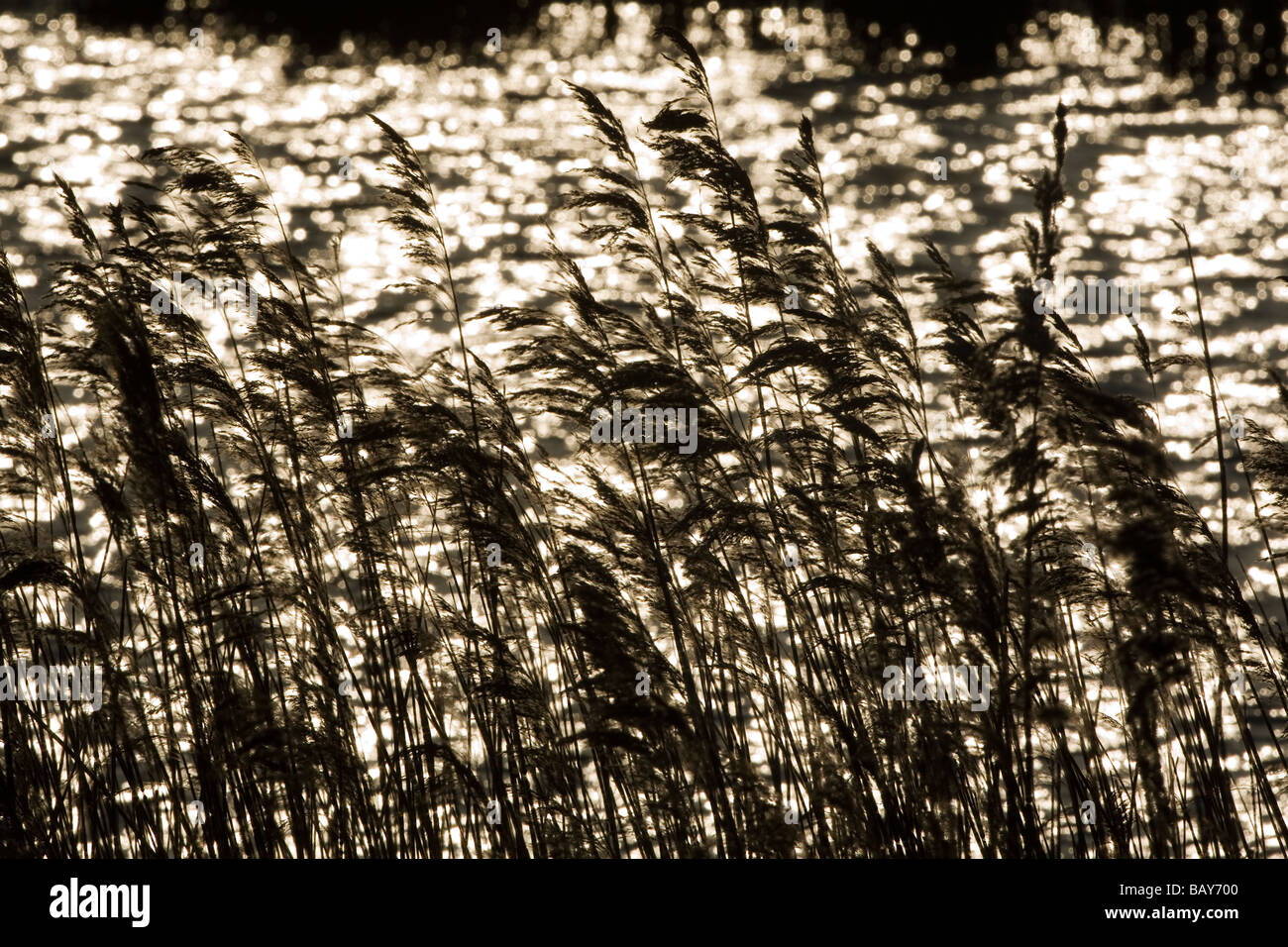 Bull Rush ( Typha latifolia ) and grasses silhouetted against the water Stock Photo