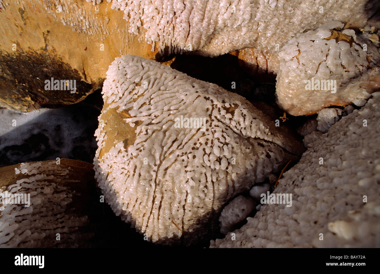 Salty Stone, Dead Sea, Jordan Stock Photo