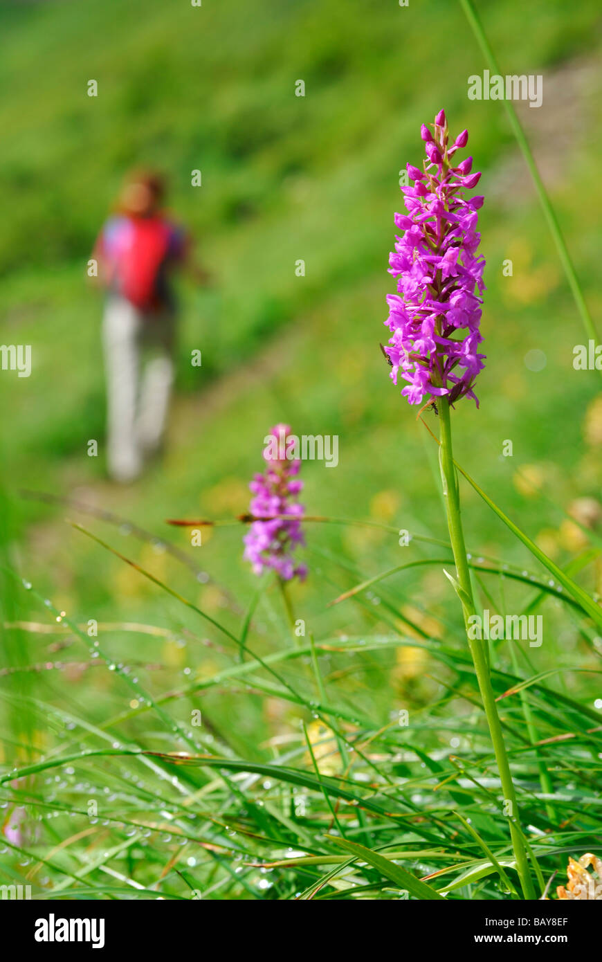 young woman out of focus hiking on trail through sea of flowers with orchid, ascent to hut Schwarzenberghuette, Hohe Tauern rang Stock Photo