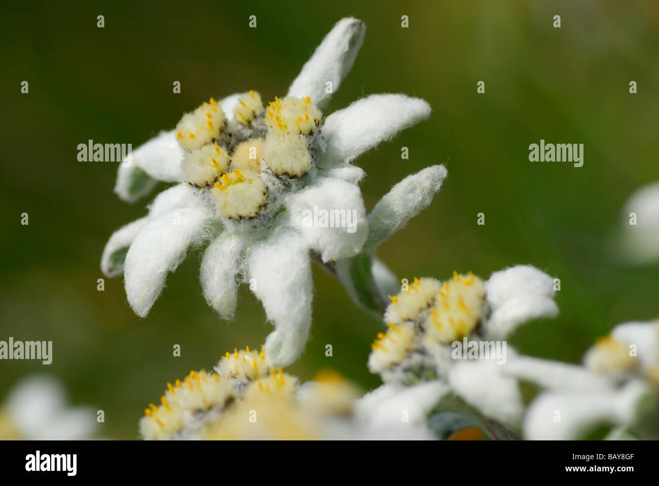 edelweiss, leontopodium alpinum, Hohe Tauern range, National Park Hohe Tauern, Salzburg, Austria Stock Photo