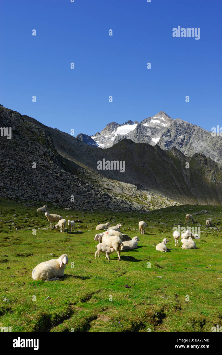 herd of sheep on green meadow, Lisenser Fernerkogel in background, Luesener Fernerkogel, Sellrain range, Stubaier Alpen range, S Stock Photo
