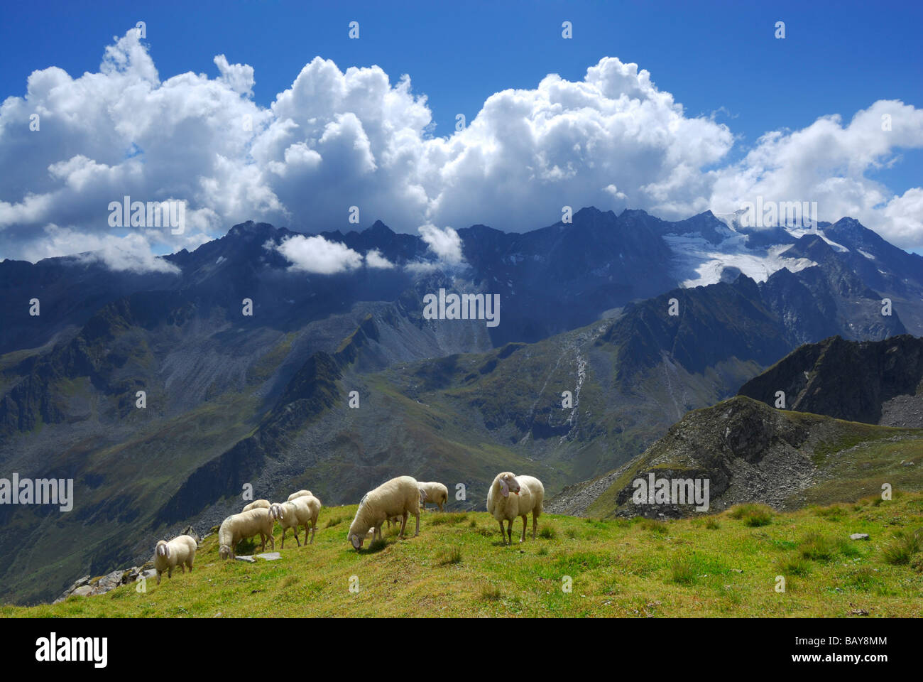 herd of sheep on green meadow, Ruderhofspitze in background, Stubaier Alpen range, Stubai, Tyrol, Austria Stock Photo