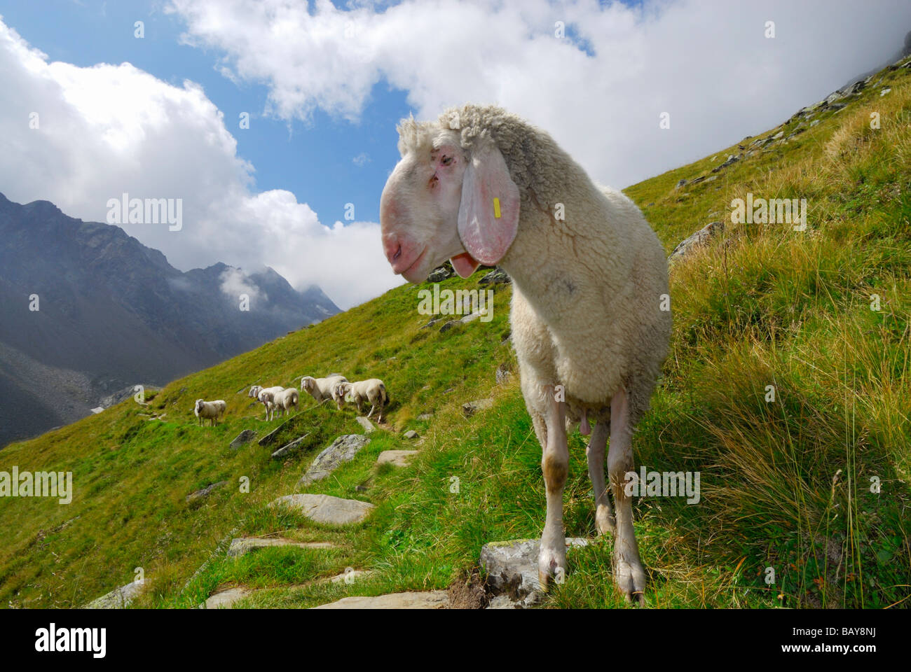 sheep on trail, Stubaier Alpen range, Stubai, Tyrol, Austria Stock Photo