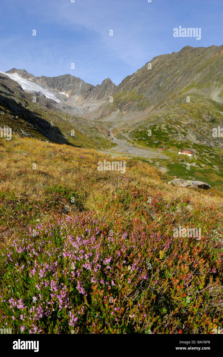 erica with view to hut Sulzenauhuette and glacier Sulzenauferner, Stubaier Alpen range, Stubai, Tyrol, Austria Stock Photo