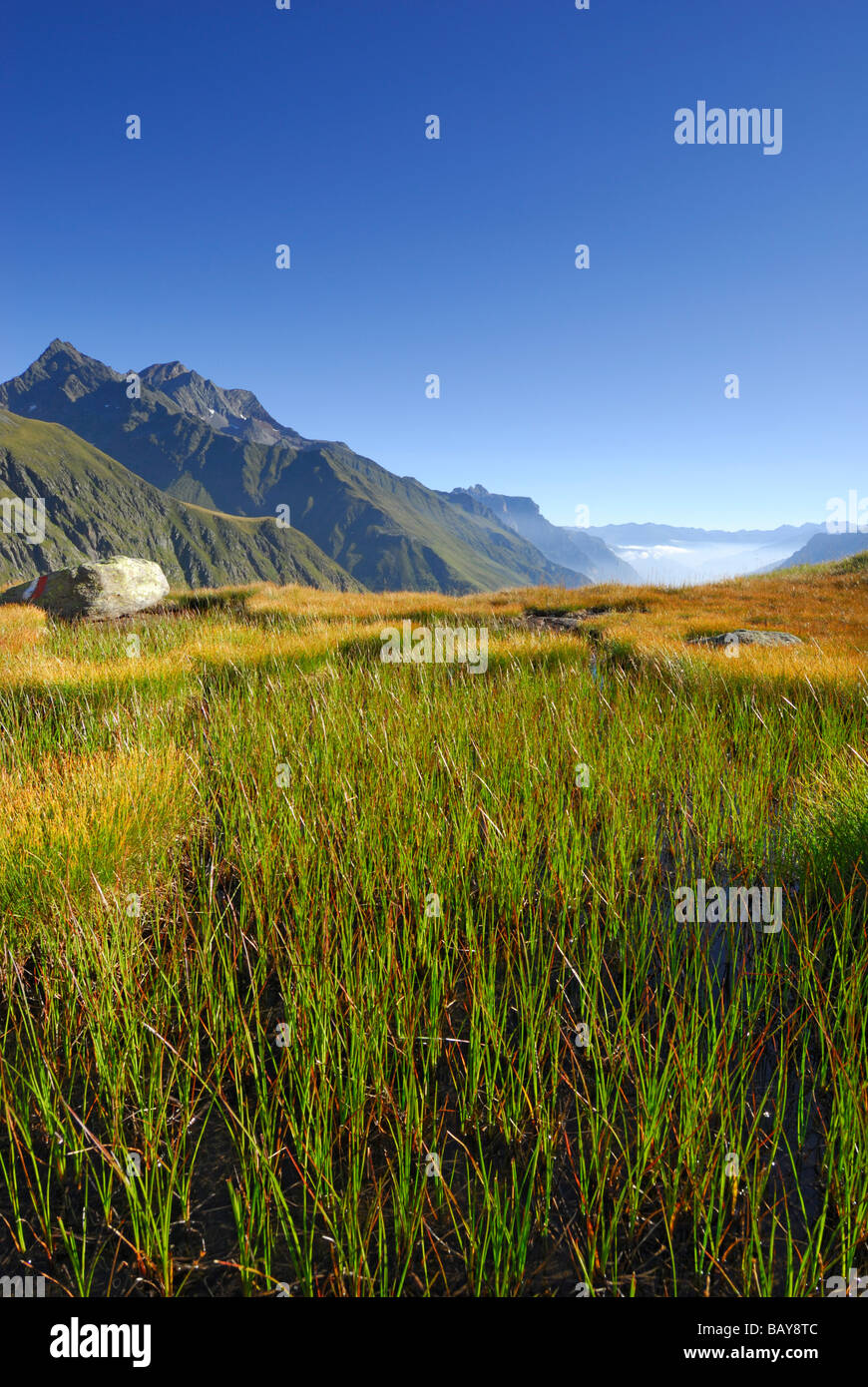 marsh meadow in autumn colours with Habicht in background, fog bank in valley Gschnitztal, Stubaier Alpen range, Stubai, Tyrol, Stock Photo