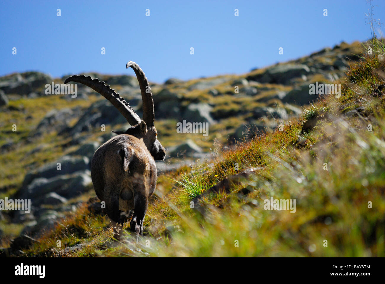 ibex, capra ibex, Tribulaun range, Stubaier Alpen range, Stubai, Tyrol, Austria Stock Photo