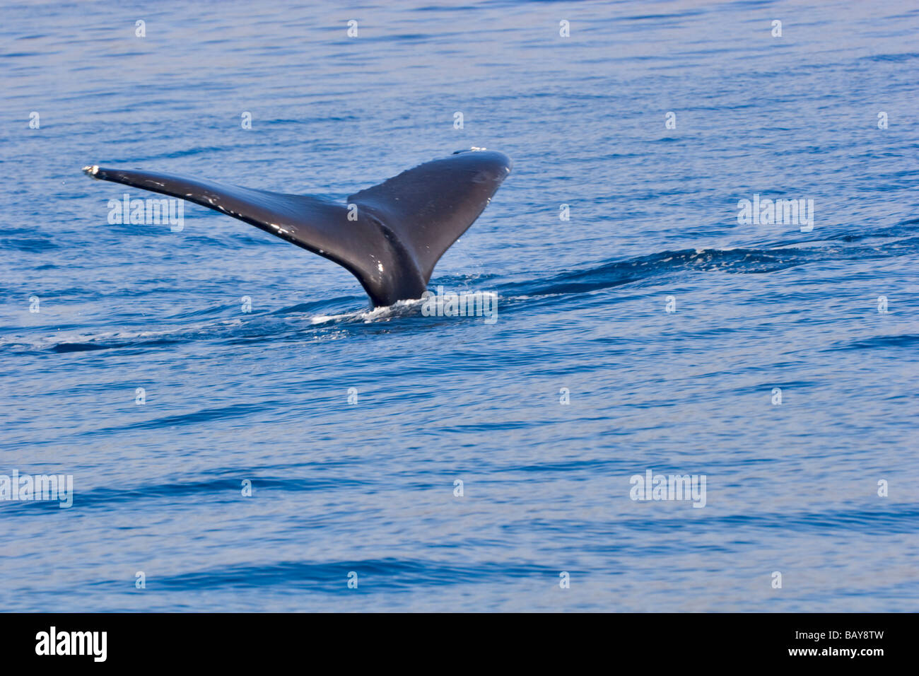 Humpback whale sounding hi-res stock photography and images - Alamy