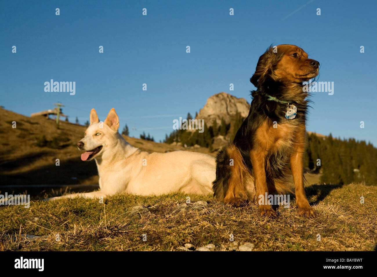 Do Dogs Like Sitting In The Sun