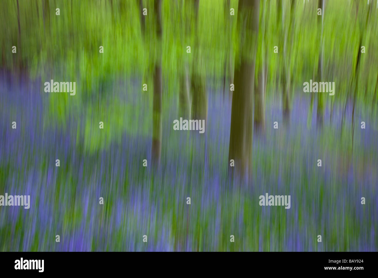 Bluebell Abstract Norfolk May Stock Photo