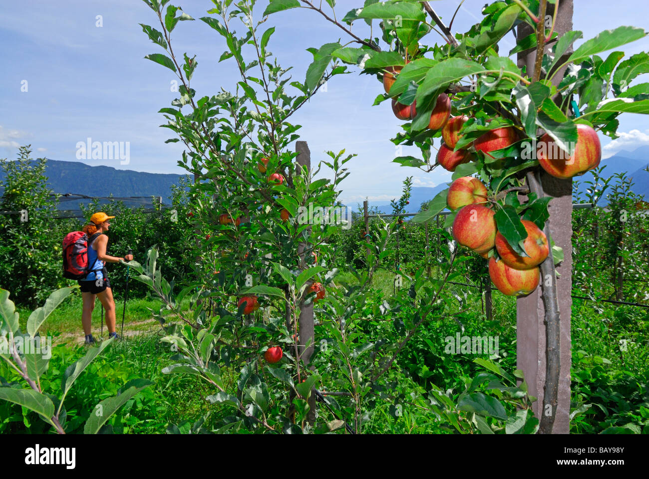 young woman on trail through plantation of fruit with apples on the trees, Dorf Tirol, Texelgruppe range, Oetztal range, South T Stock Photo