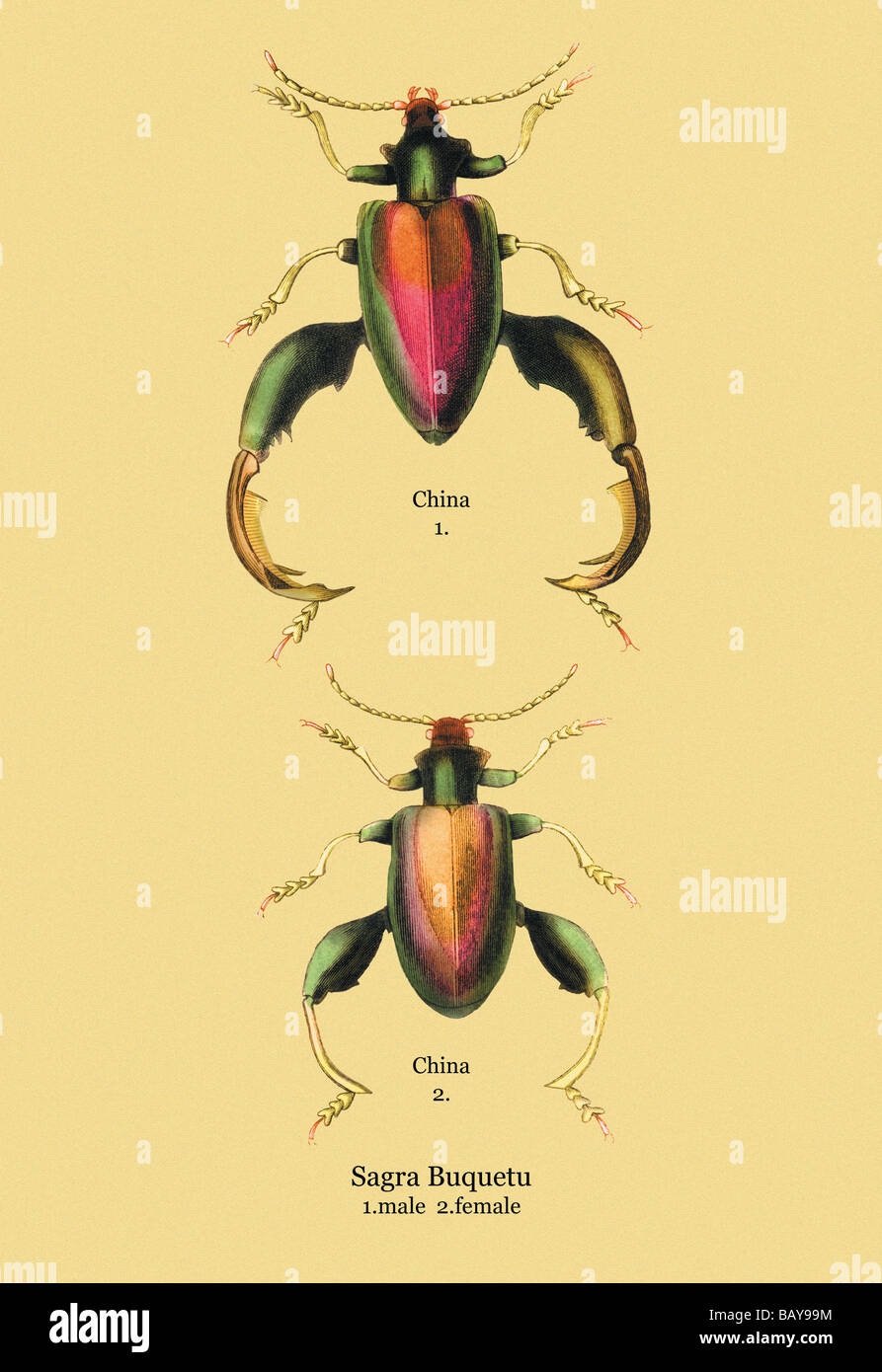Beetle: Chinese Sagra Buquetu #2 Stock Photo