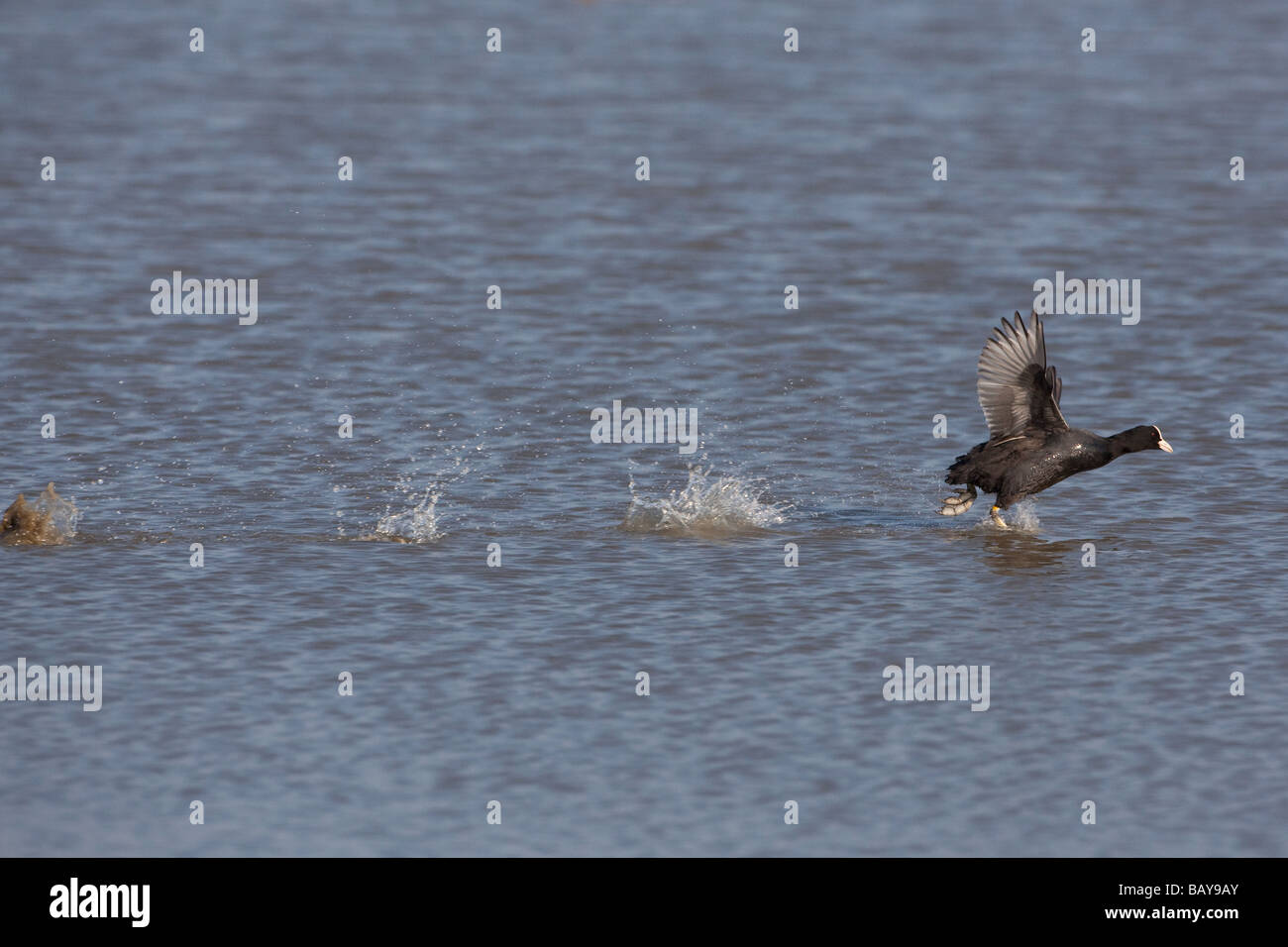 Coot Fulica atra chasing off rival Stock Photo
