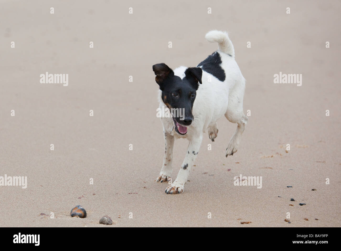 Fox Terrier On Beach Stock Photo Alamy