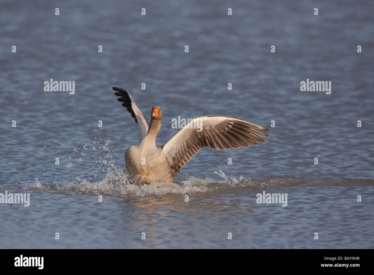 Greylag Geese Ansa ansa landing on water Stock Photo