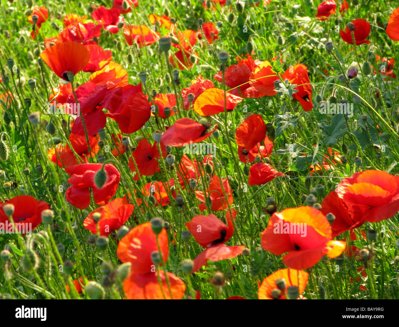 Four petal poppies hi-res stock photography and images - Alamy