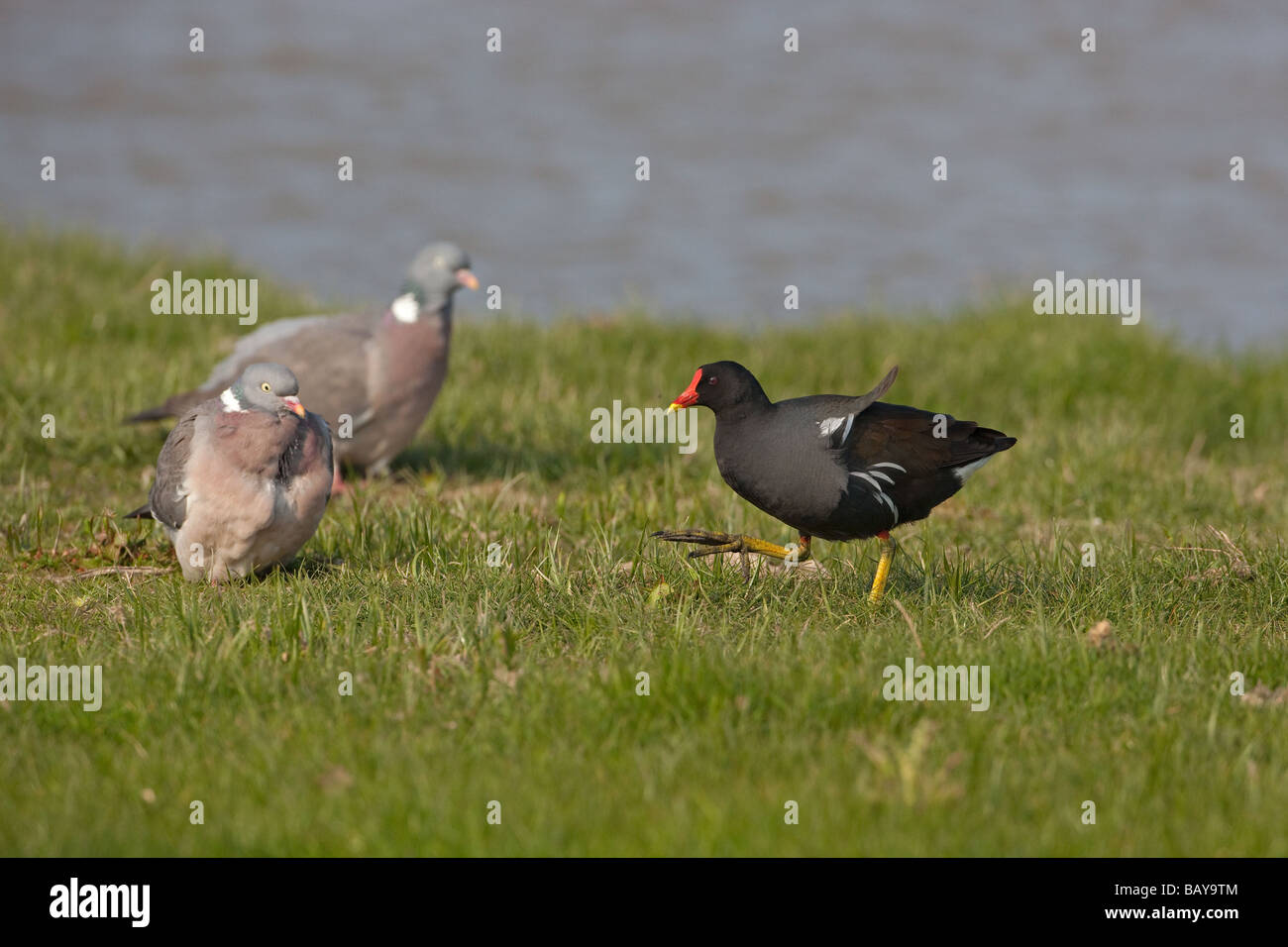 Moorhen Gallinula chloropus at Cley nature reserve Norfolk Stock Photo
