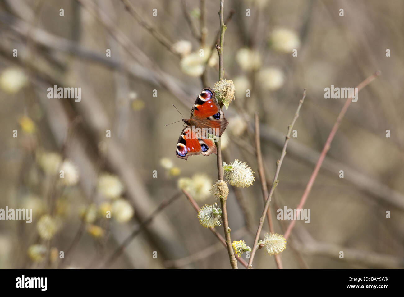 Peacock Butterfly Inachis io on Sallow Stock Photo