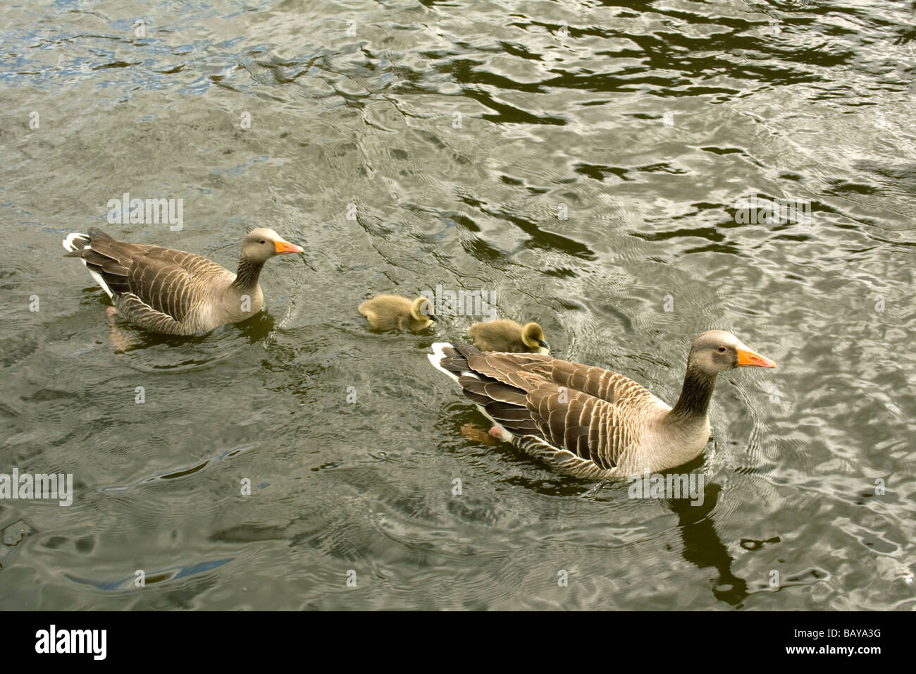 Geese birds fowl hi-res stock photography and images - Alamy