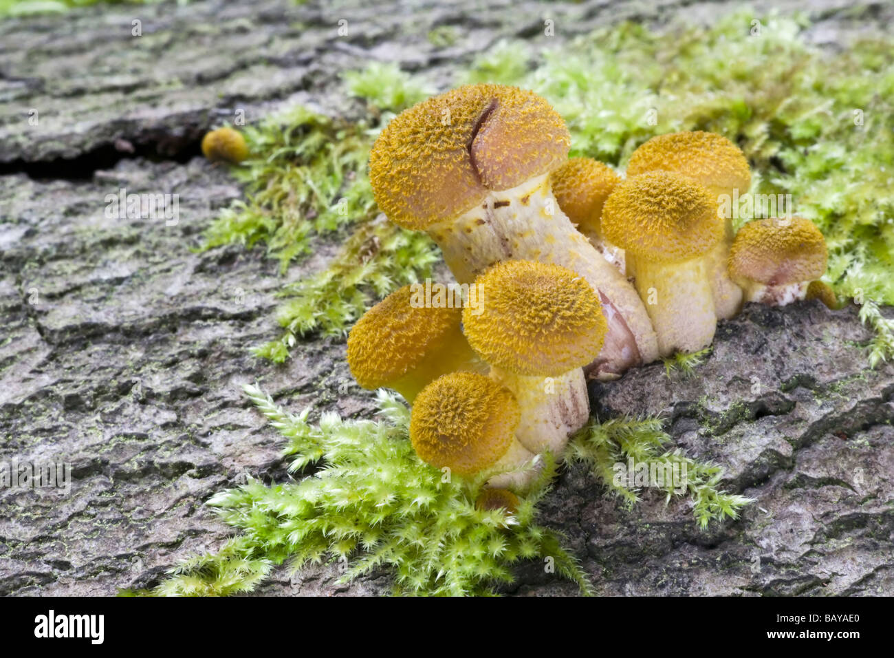 Honey or Boot lace Fungus Stock Photo