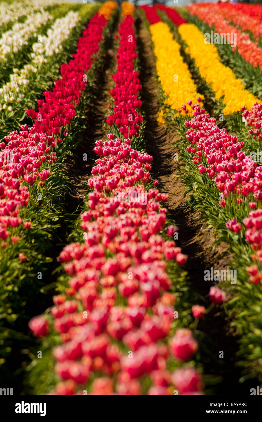 A large field of blooming colorful tulips planted in rows Stock Photo ...
