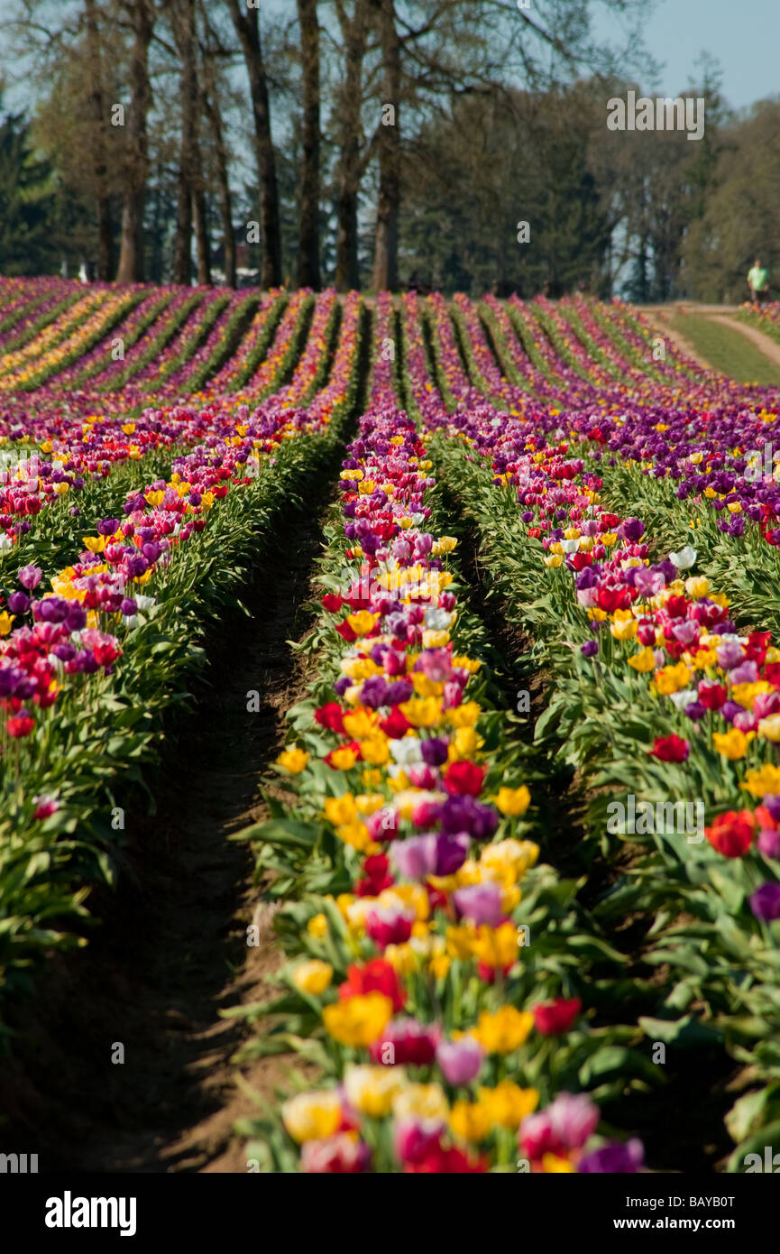 A large field of blooming colorful tulips planted in rows Stock Photo ...