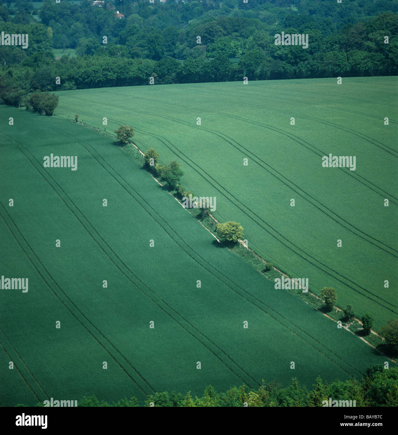 Aerial view of winter wheat crops coming into ear show varietal colour difference Berkshire Stock Photo