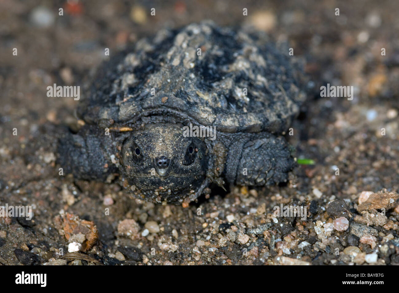 Baby common snapping turtle Chelydra serpentina Stock Photo