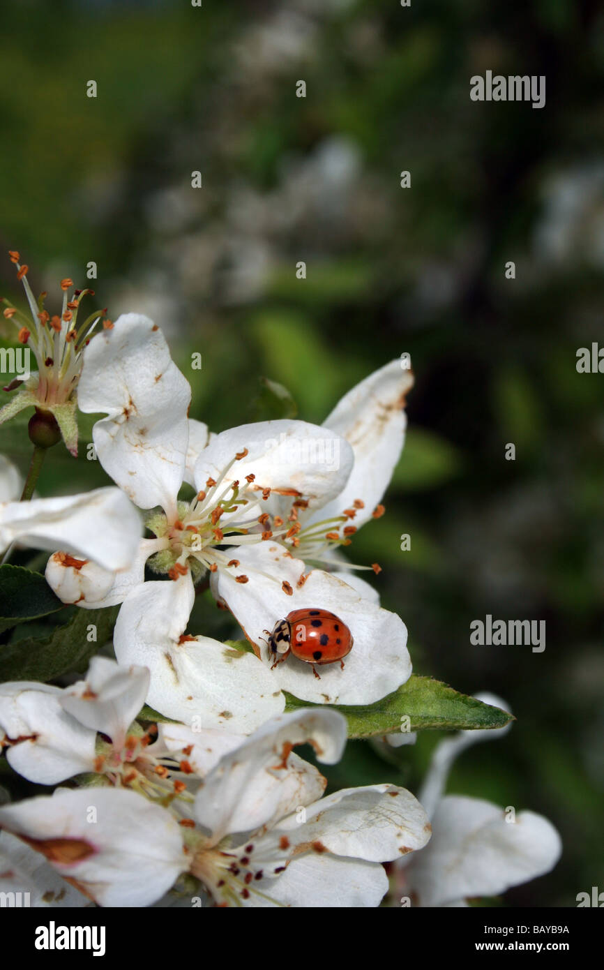 Lady bug on a crab apple tree bloom. Stock Photo