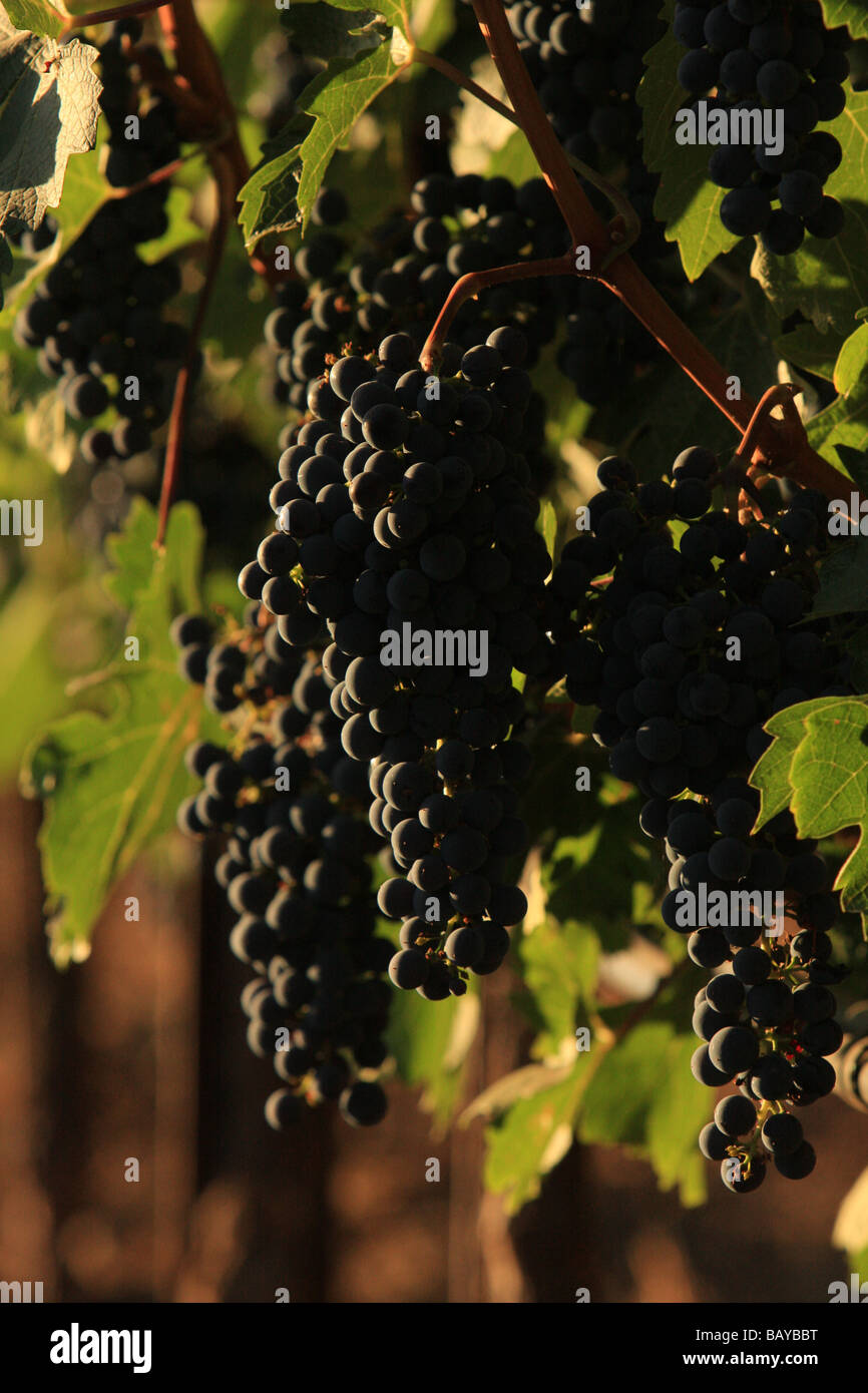 Groups of ripe cabernet grape clusters hanging on the vine Stock Photo