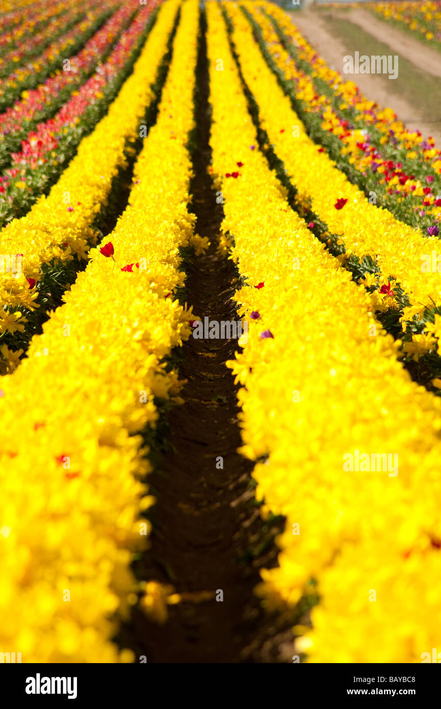 A large field of blooming colorful tulips planted in rows Stock Photo ...