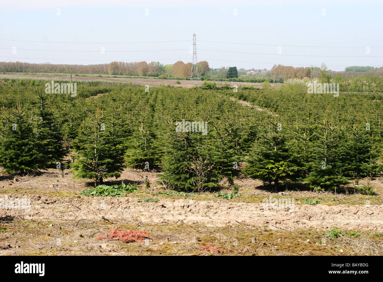 Christmas tree field Kent UK Stock Photo
