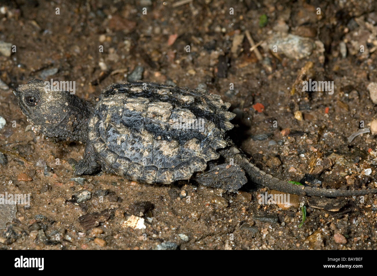 Baby common snapping turtle Chelydra serpentina in backyard. Stock Photo