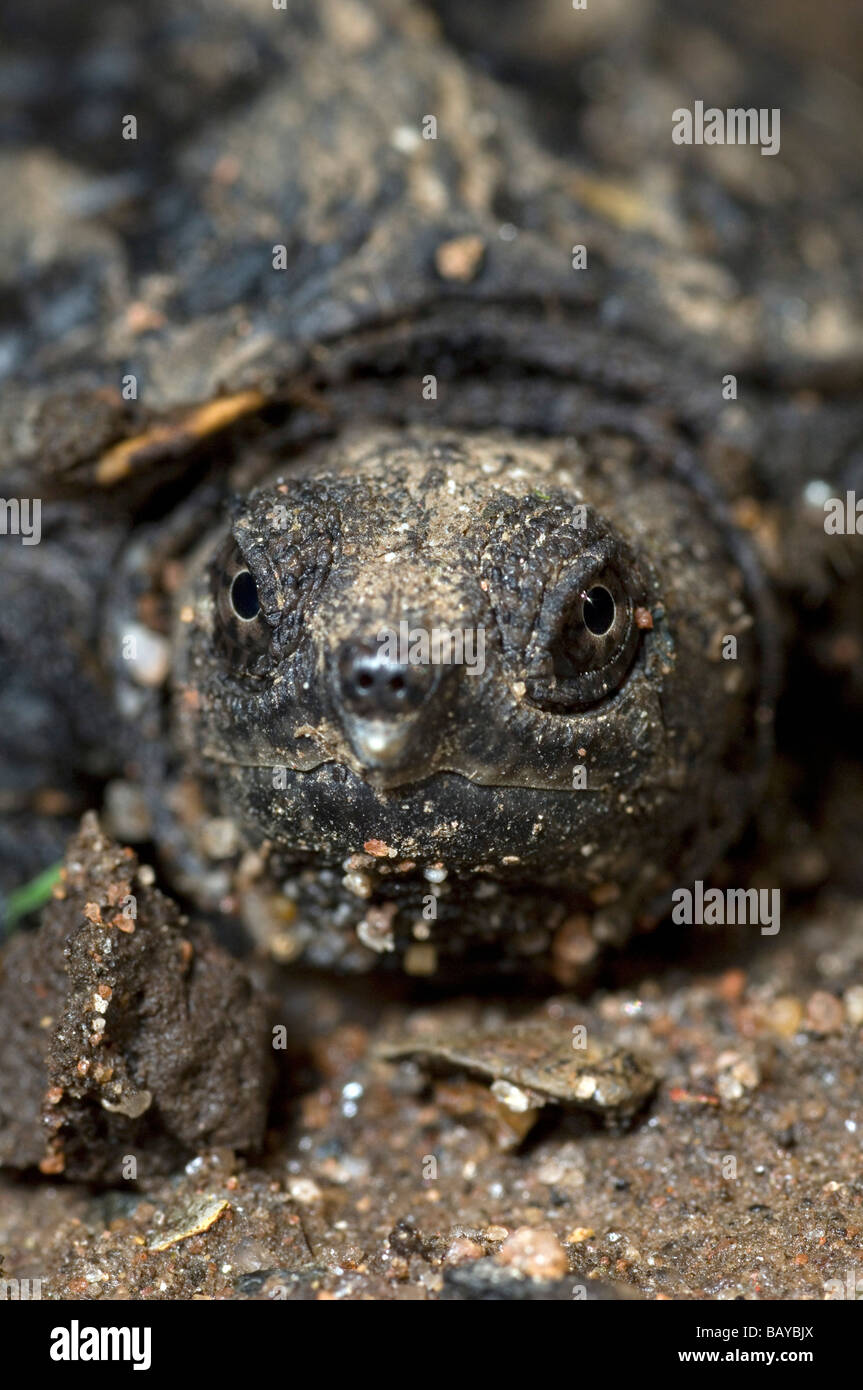 Baby snapping turtle hi-res stock photography and images - Alamy