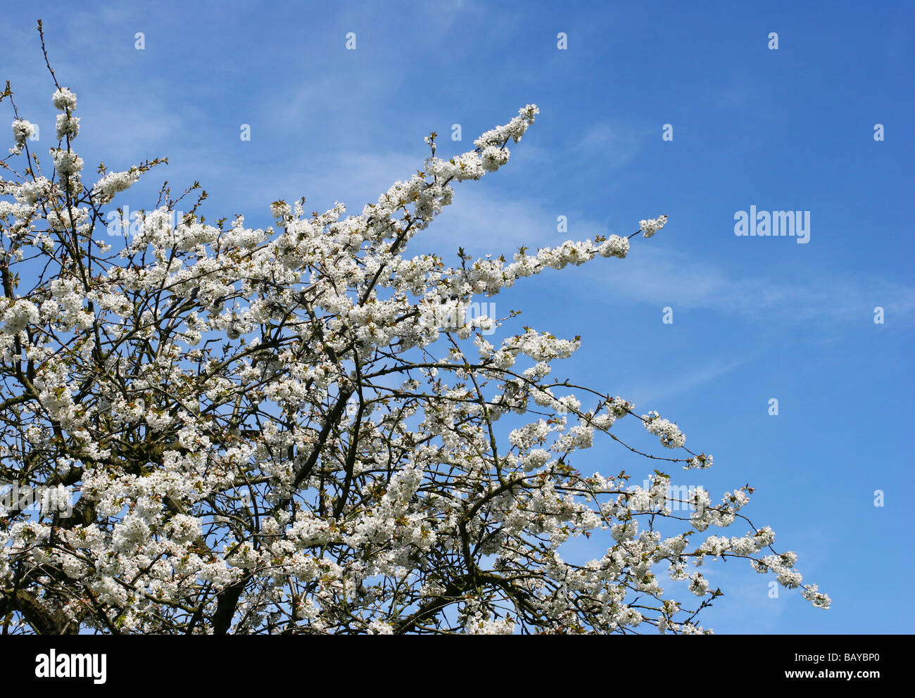 English Orchard High Resolution Stock Photography and Images - Alamy