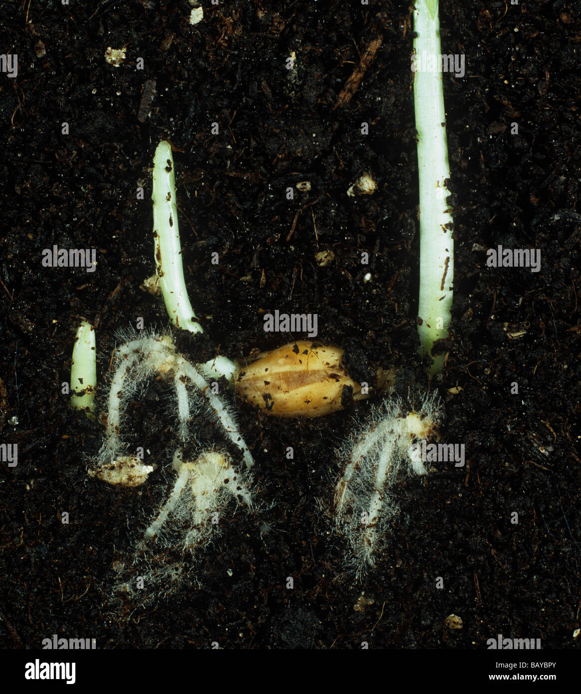 Germinating barley seeds seen in a glass sided tank Stock Photo
