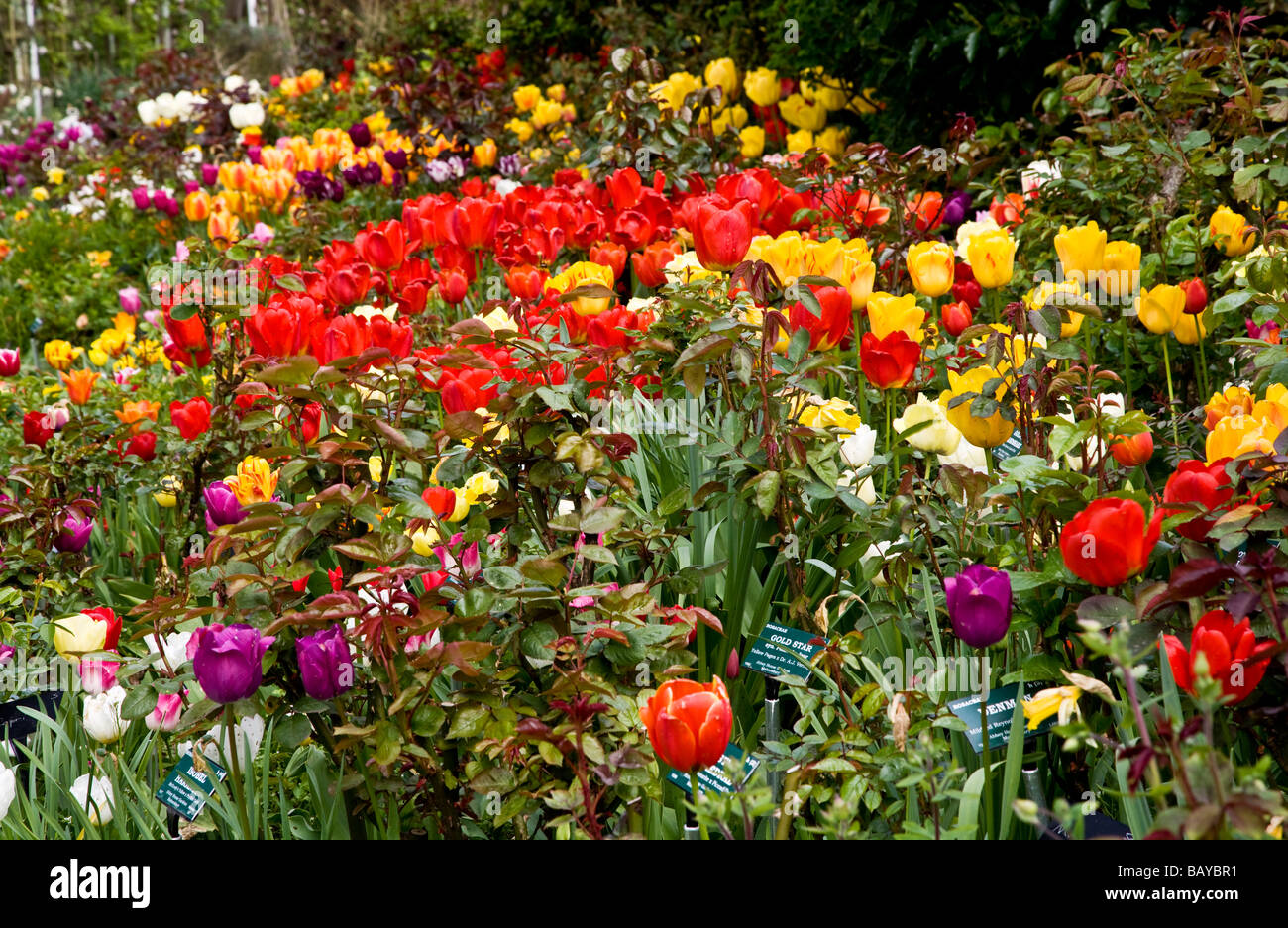 Many different varieties of brightly coloured tulips in a border at Abbey House Gardens Malmesbury Wiltshire England UK Stock Photo