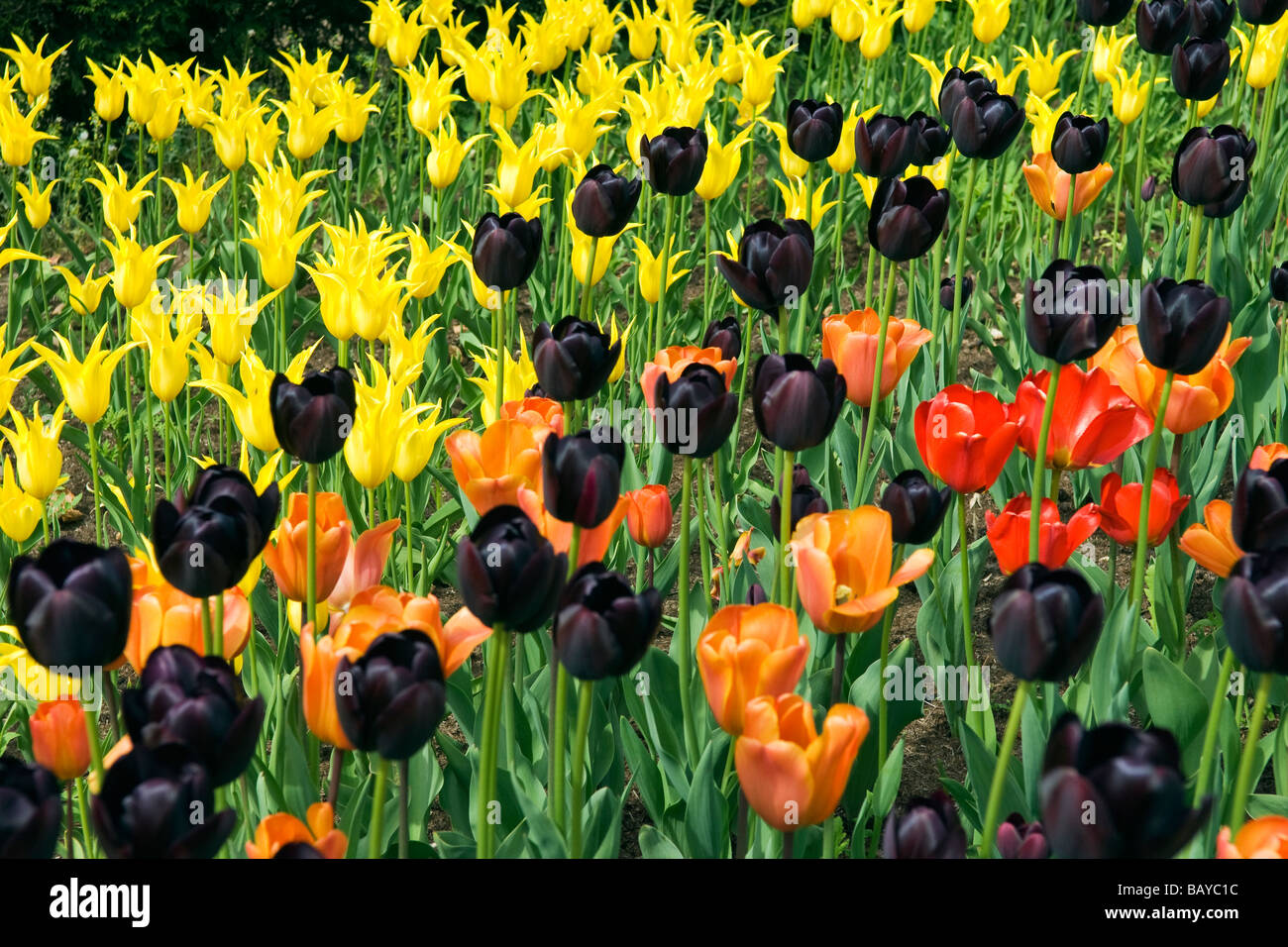 Vibrant border display of tulips Stock Photo