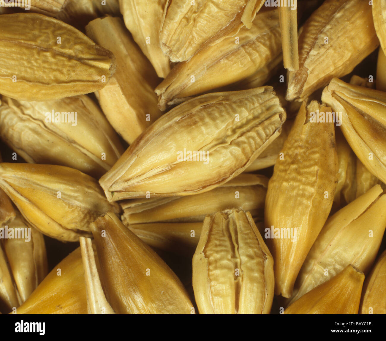 Barley seeds Stock Photo