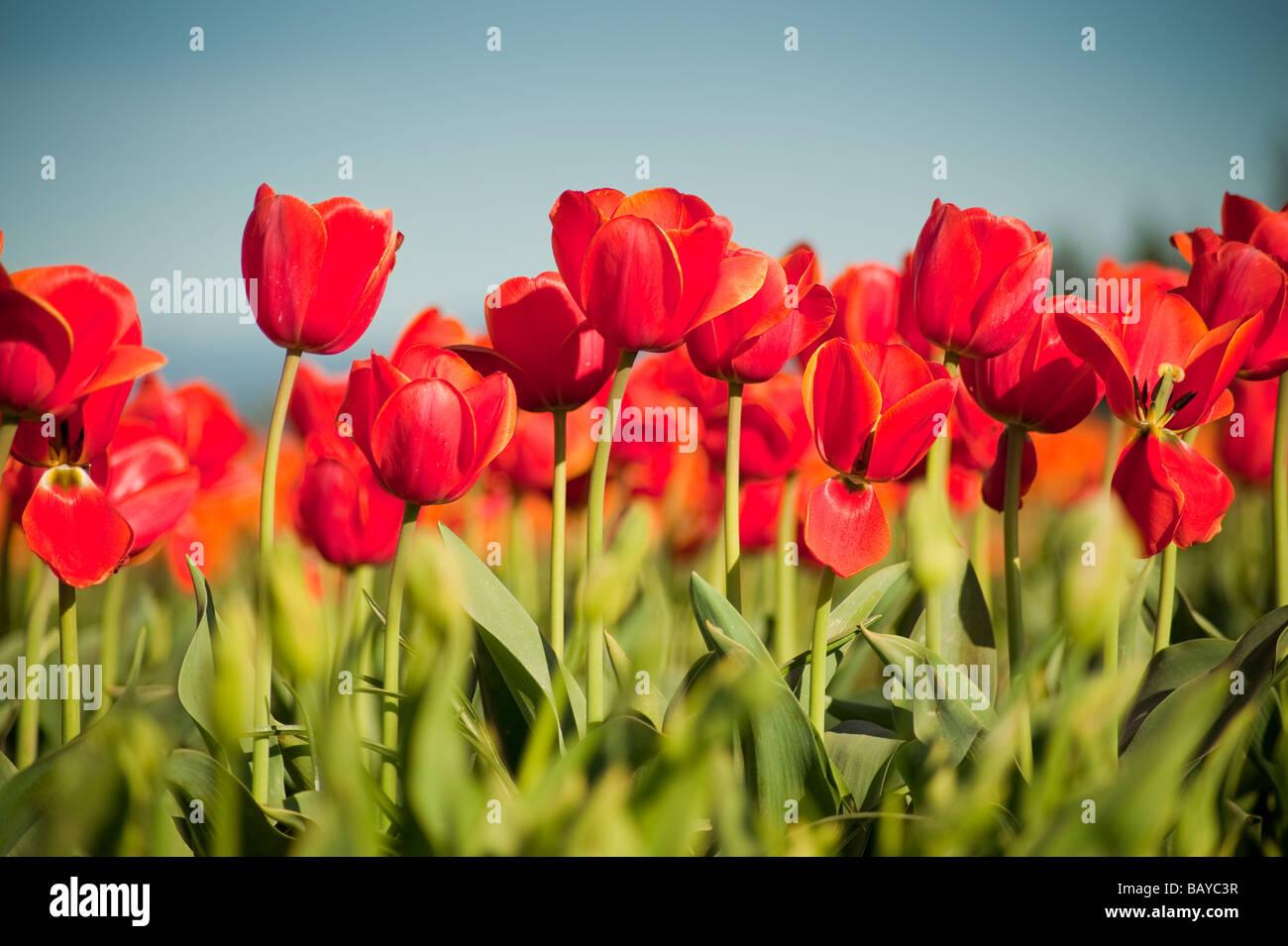 A large field of blooming colorful tulips planted in rows Stock Photo ...