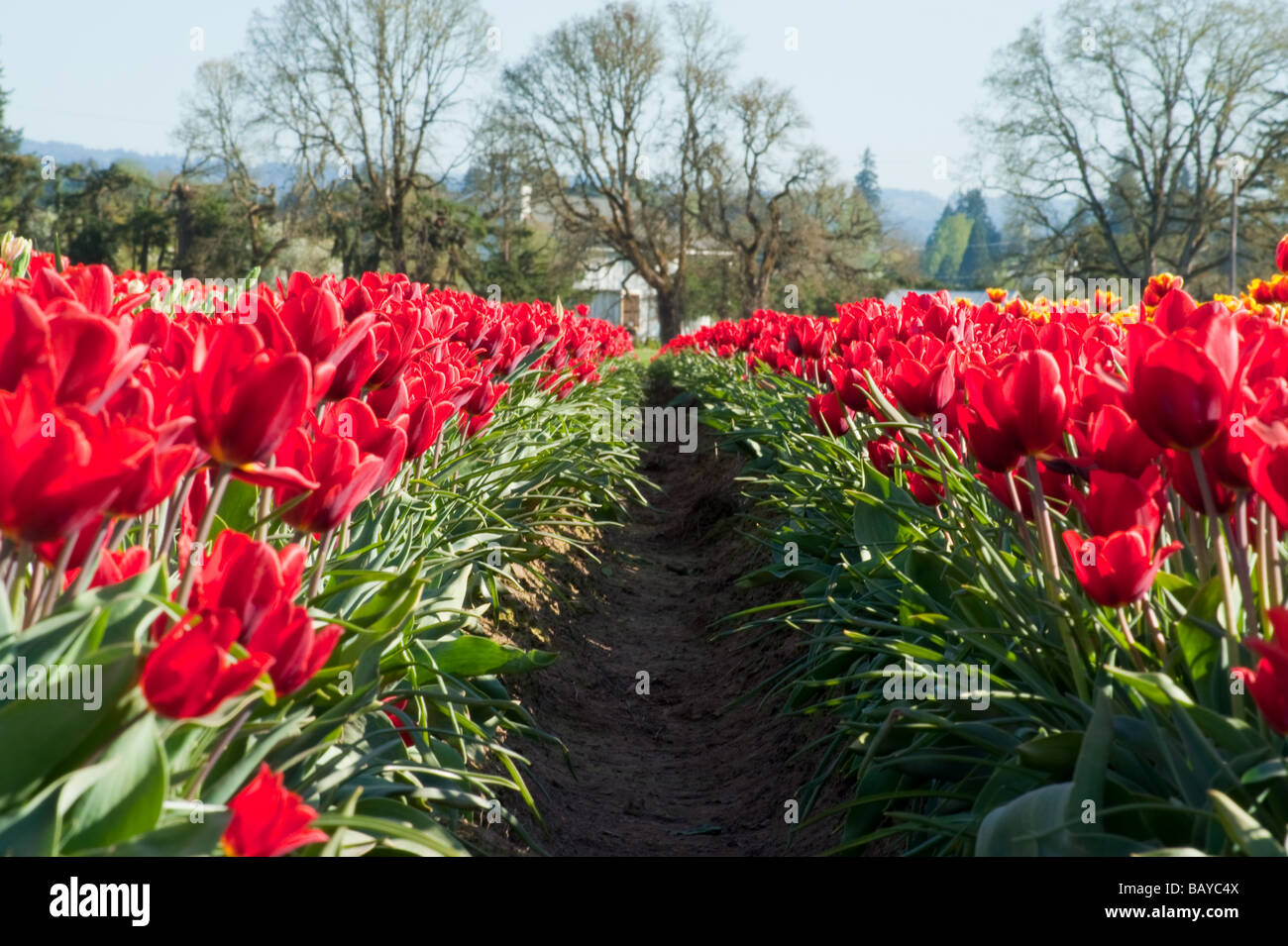 A large field of blooming colorful tulips planted in rows Stock Photo ...