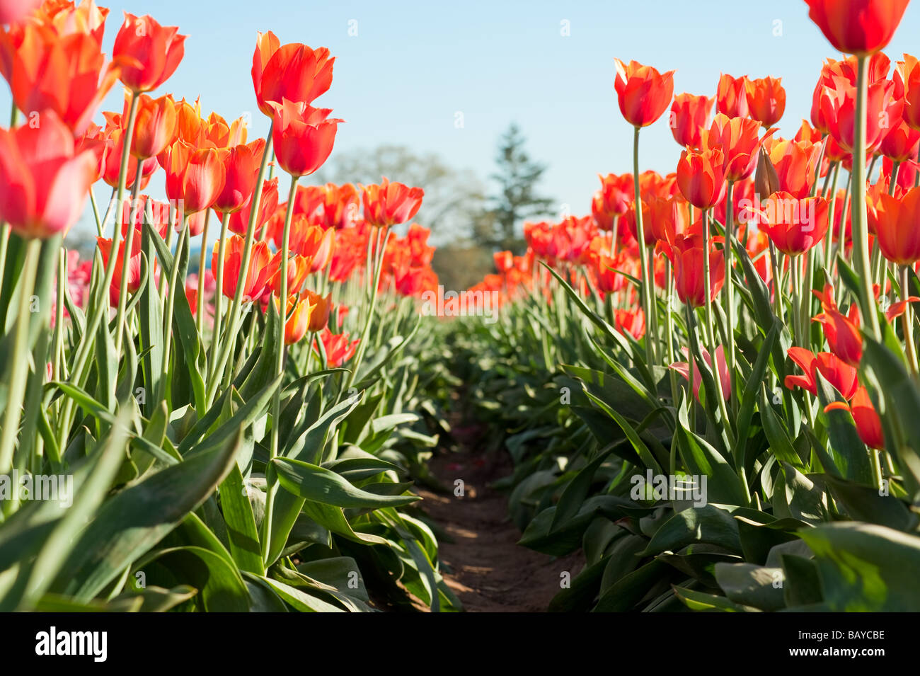 A large field of blooming colorful tulips planted in rows Stock Photo