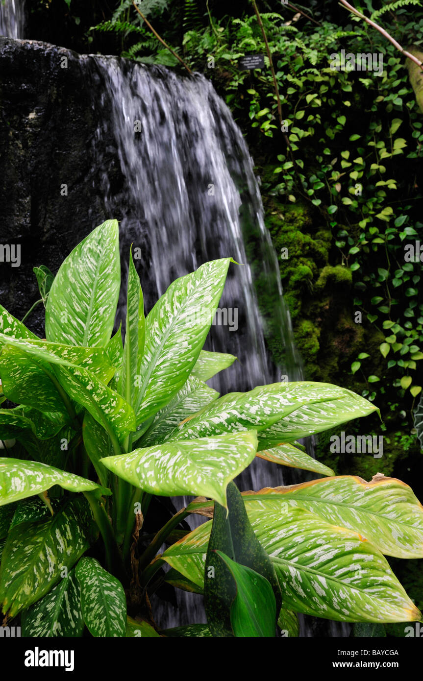 Plants grow around a waterfall in Myriad Botanical Garden conservatory, Oklahoma City Stock