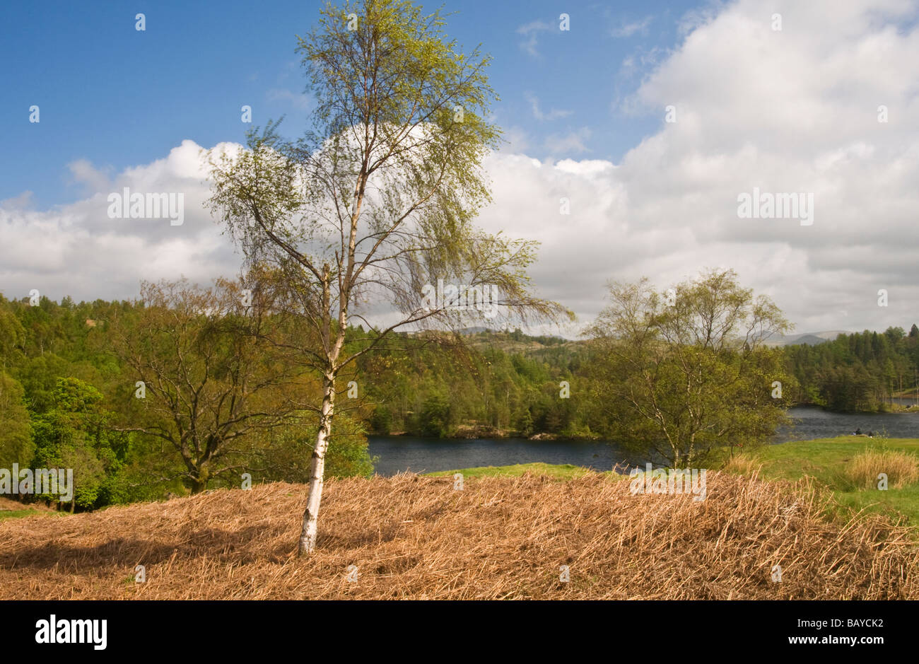 Tarn Hows Lake District showing Silver Birch tree in Spring Stock Photo