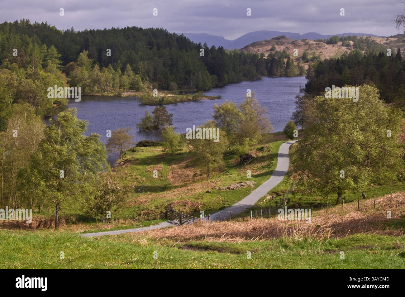 Tarn Hows Lake District showing the trees, mountains and general setting Stock Photo