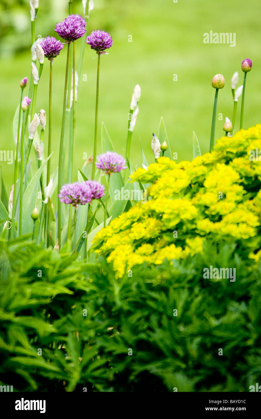 Looking through a flower bed or border with purple aliums Stock Photo