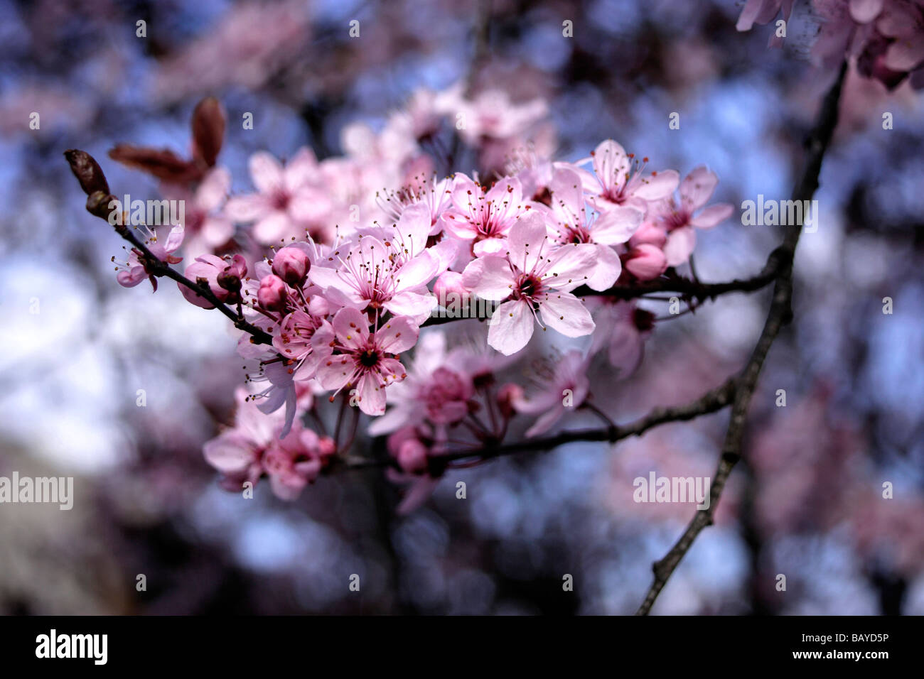 Japanese Cherry Tree Flower Blossom Stock Photo