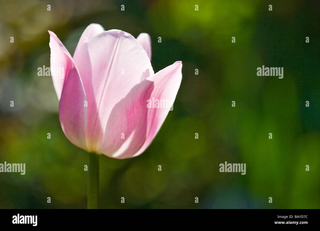 Close up of a single pink tulip against a soft green background, Single Late or Cottage type Tulipa 'Violet Beauty' Stock Photo