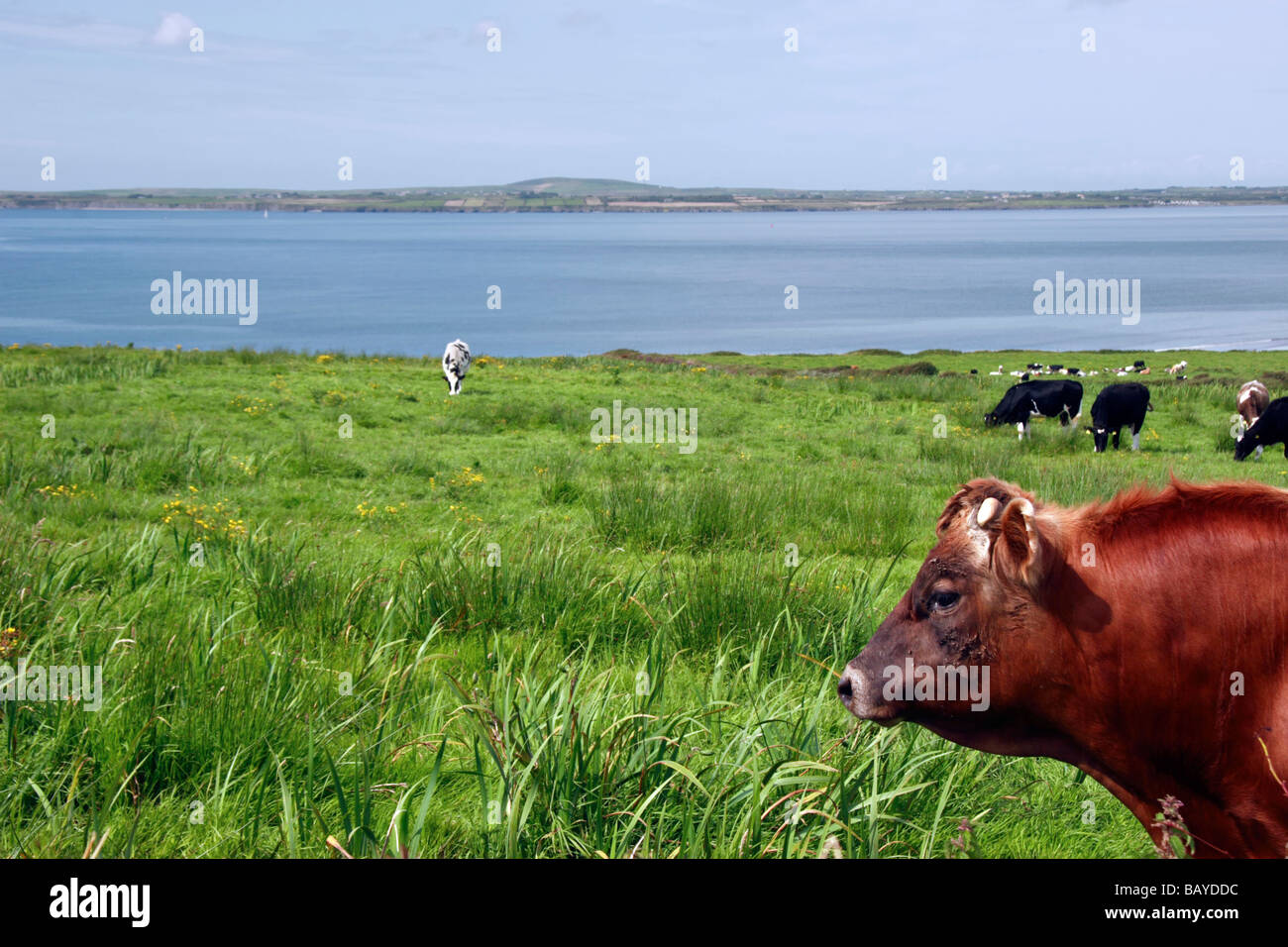 in a rich and beautiful irish farmland Stock Photo