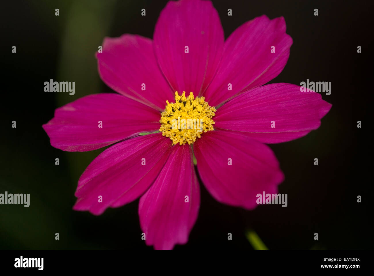 Close up cosmos flower in hi-res stock photography and images - Alamy